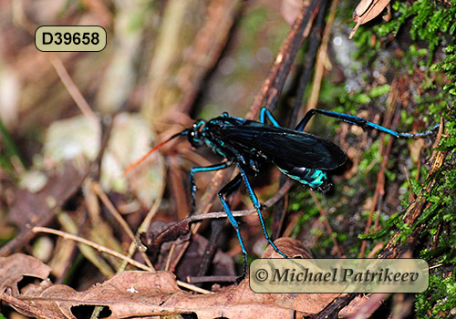 Giant Spider-hunting Wasp (Pepsis inclyta)